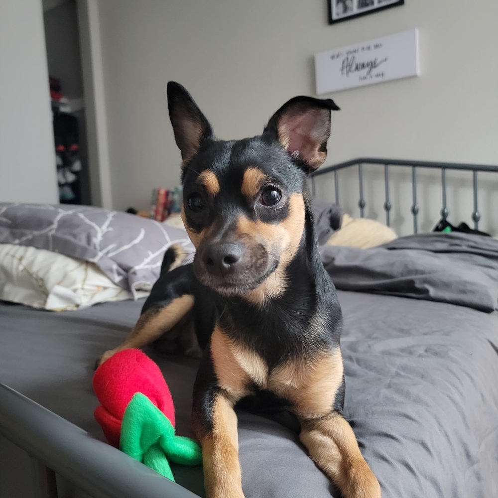 Meet your Posher, Crystal